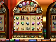 bingo reels gokkast